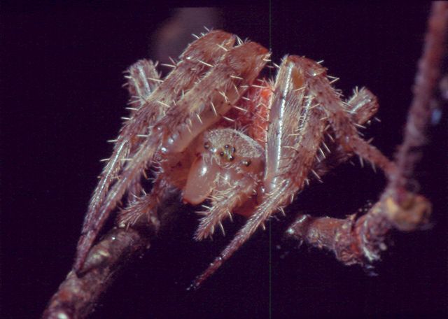 Thomisidae, Araneus, opilione